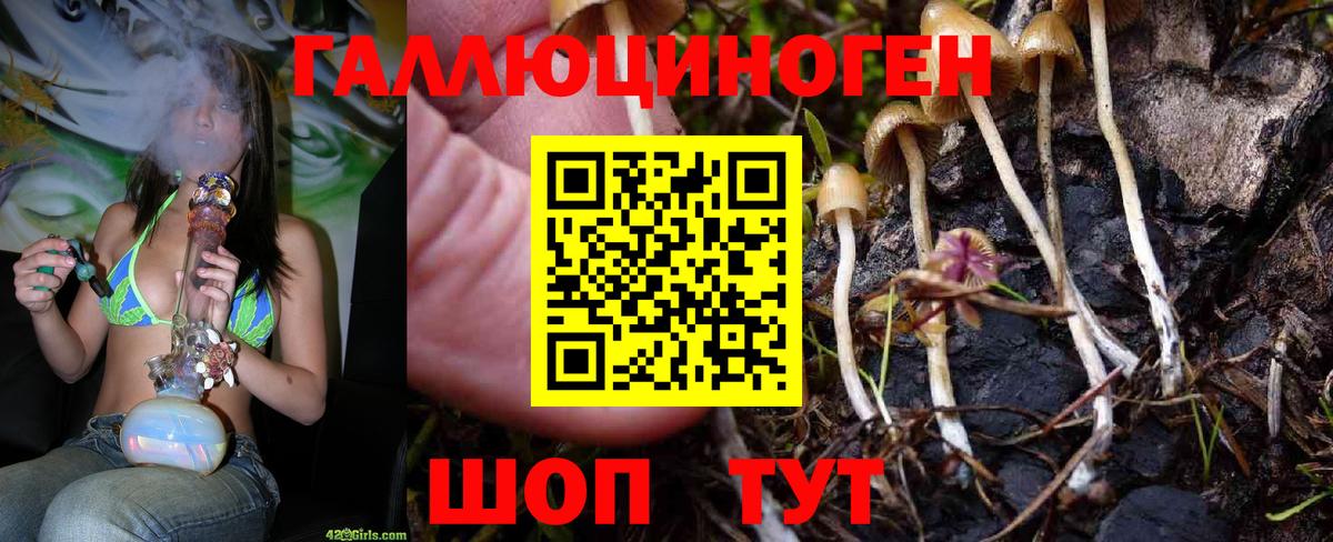 Губкин  Псилоцибиновые грибы GOLDEN TEACHER  Вход с VPN 